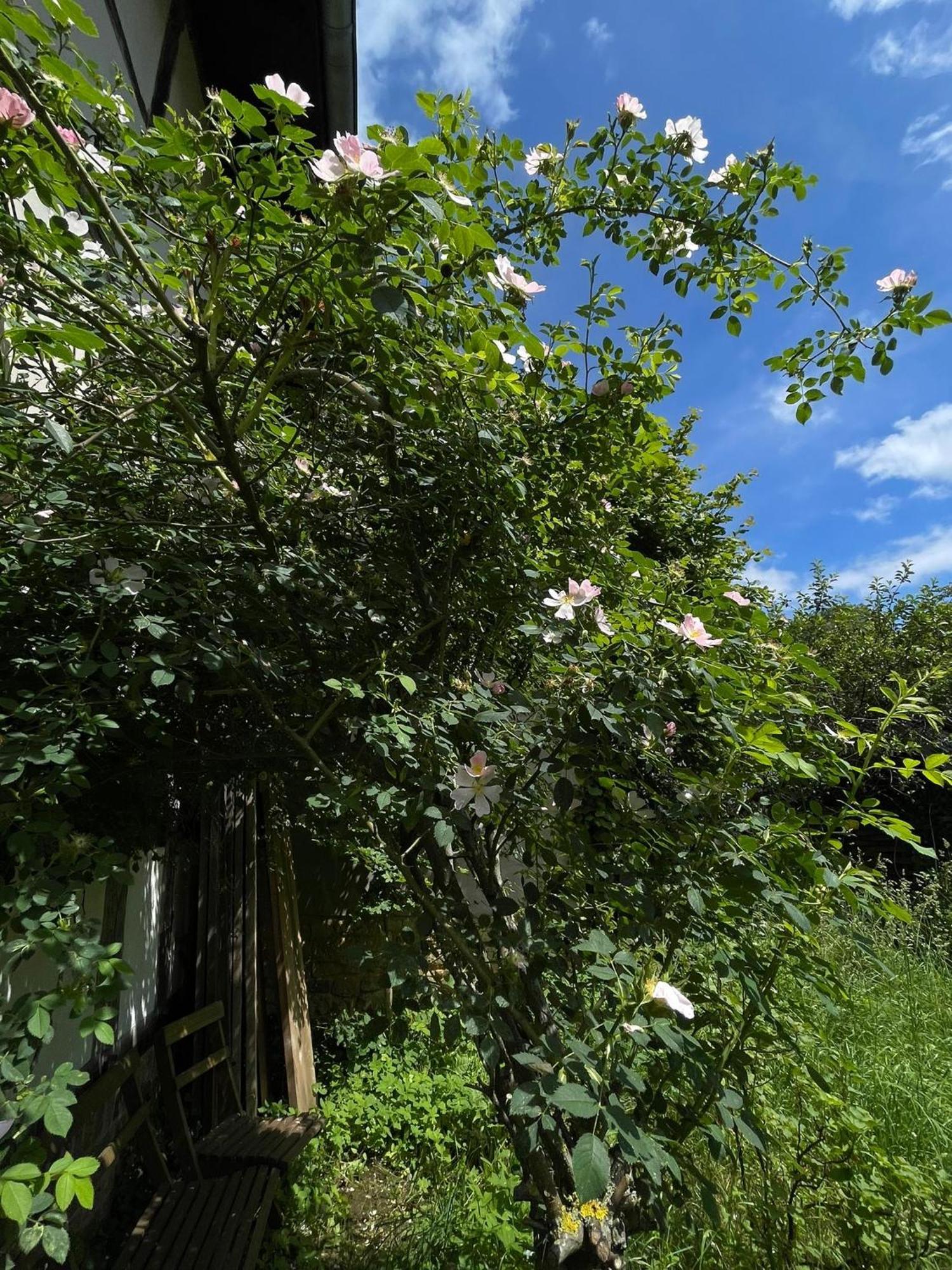 Cherrytree Cottage 1840 Heimbach Esterno foto